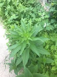 Attēlu rezultāti vaicājumam “Oenothera biennis leaf”