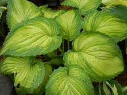 Image result for Hosta Warpaint