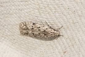 Attēlu rezultāti vaicājumam “Carpatolechia proximella”