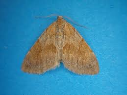 Attēlu rezultāti vaicājumam “Pennithera firmata”