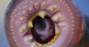 Image result for Lethenteron camtschaticum