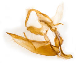 Attēlu rezultāti vaicājumam “Conistra rubiginea”