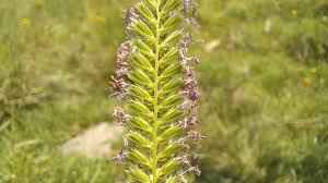 Attēlu rezultāti vaicājumam “Cynosurus cristatus”