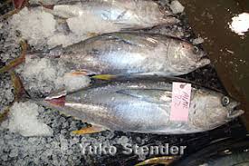 Image result for Thunnus albacares