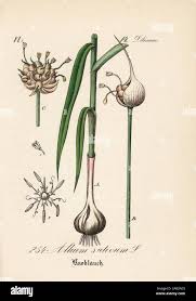 Attēlu rezultāti vaicājumam “Allium sativum”