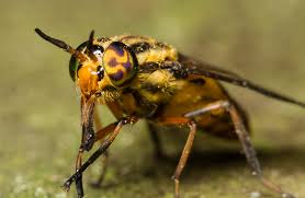 Attēlu rezultāti vaicājumam “Chrysops”