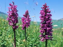 Attēlu rezultāti vaicājumam “Dactylorhiza ochroleuca bud”