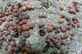 Attēlu rezultāti vaicājumam “Hypoxylon fuscum”