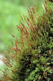 Attēlu rezultāti vaicājumam “Tetraphis pellucida sporophyte”