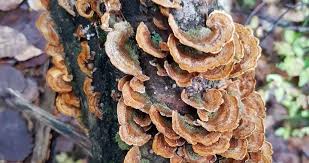 Attēlu rezultāti vaicājumam “Sciuro-hypnum curtum”