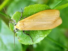 Attēlu rezultāti vaicājumam “Eilema sororcula”