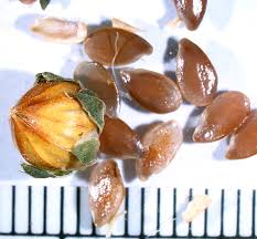 Attēlu rezultāti vaicājumam “Linum catharticum fruit”