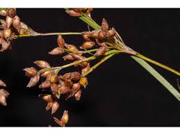 Attēlu rezultāti vaicājumam “Cladium mariscus”