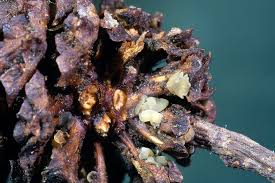 Attēlu rezultāti vaicājumam “Mollisia amenticola”