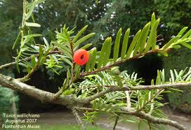 Attēlu rezultāti vaicājumam “Taxus wallichiana”