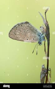 Attēlu rezultāti vaicājumam “Maculinea teleius underside”