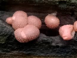 Attēlu rezultāti vaicājumam “Lycogala paraconfusum spores”