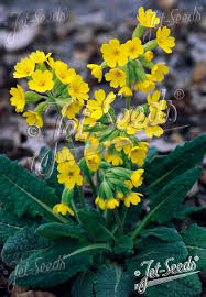 Image result for Primula veris