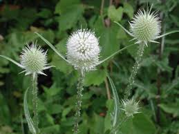 Image result for Dipsacus silvestris
