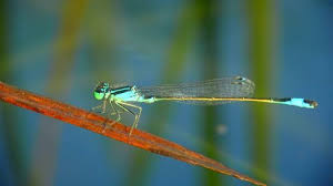 Attēlu rezultāti vaicājumam “Enallagma cyathigerum male”