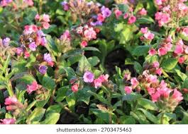 Attēlu rezultāti vaicājumam “Pulmonaria saccharata”