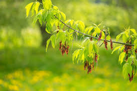 Attēlu rezultāti vaicājumam “Acer negundo female flower”