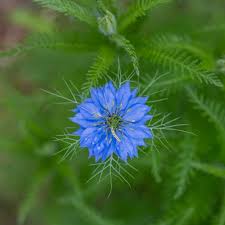 Image result for Nigella damascena