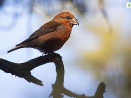 Attēlu rezultāti vaicājumam “Loxia pytyopsittacus male”