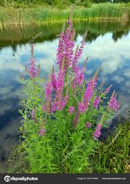 Image result for Blutweiderich