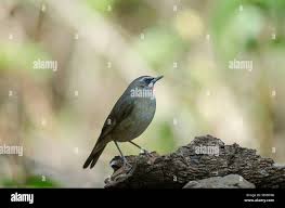 Image result for Luscinia sibilans