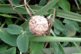 Attēlu rezultāti vaicājumam “Trifolium fragiferum fruit”