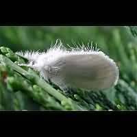 Attēlu rezultāti vaicājumam “Euproctis similis larva”