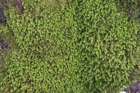 Attēlu rezultāti vaicājumam “Anomodon viticulosus”