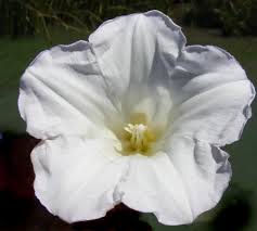 Attēlu rezultāti vaicājumam “Calystegia sepium”