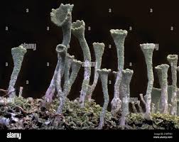 Attēlu rezultāti vaicājumam “Cladonia deformis”
