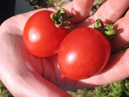 Afbeeldingsresultaat voor principe borghese tomato