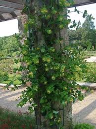 Attēlu rezultāti vaicājumam “Lonicera”