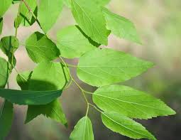 Attēlu rezultāti vaicājumam “Xylita laevigata”