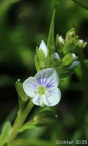 Attēlu rezultāti vaicājumam “Veronica serpyllifolia flower”
