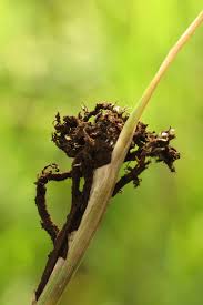 Attēlu rezultāti vaicājumam “Urocystis anemones spores”
