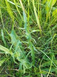 Attēlu rezultāti vaicājumam “Leontodon autumnalis”