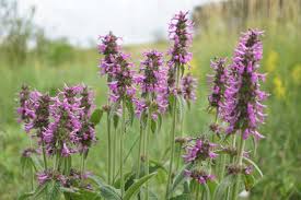 Attēlu rezultāti vaicājumam “Stachys officinalis flower”