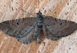 Attēlu rezultāti vaicājumam “Eilema depressa imago”