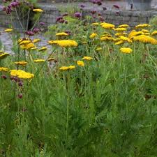 Image result for Achillea filipendulina