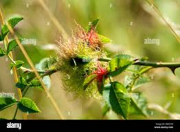 Attēlu rezultāti vaicājumam “Diplolepis rosae”