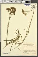 Attēlu rezultāti vaicājumam “Gypsophila fastigiata”