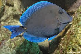 Image result for Acanthurus coeruleus