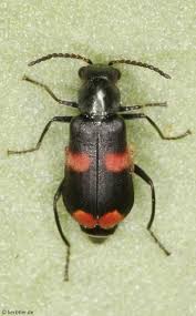 Attēlu rezultāti vaicājumam “Anthocomus fasciatus”