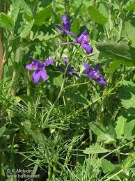 Attēlu rezultāti vaicājumam “Consolida regalis”