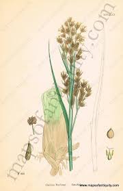 Attēlu rezultāti vaicājumam “Cladium mariscus fruit”